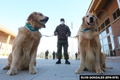 Перспективы использования собак в деле противостояния COVID-19