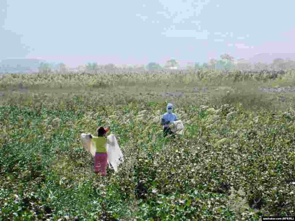 Children pick cotton in Ahal Province.