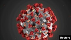 Coronavirus- reprezentare grafică