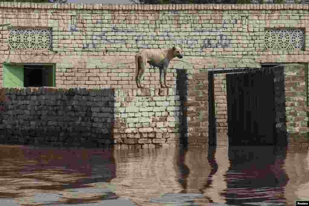 A dog at a flooded house following heavy rains in Jhang, Punjab Province, Pakistan. (Reuters/Zohra Bensemra)