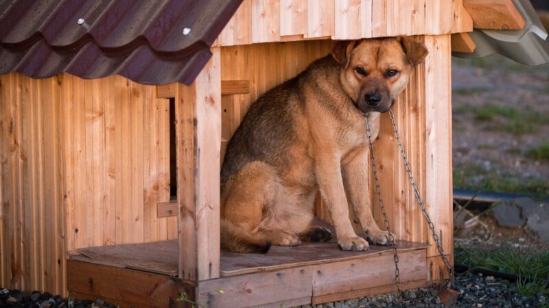 В Крыму закрыли на изоляцию собаку женщины, которая лечилась от COVID-19 – ветеринары