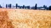 Armenia Looks To 'Elite' Wheat Seeds