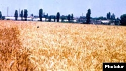 Armenia -- A wheat field, undated.