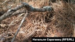 ФОТА ДНЯ: в. Вежанка, Любанскі р-н, Менская вобласць. Натальля Сарагавец