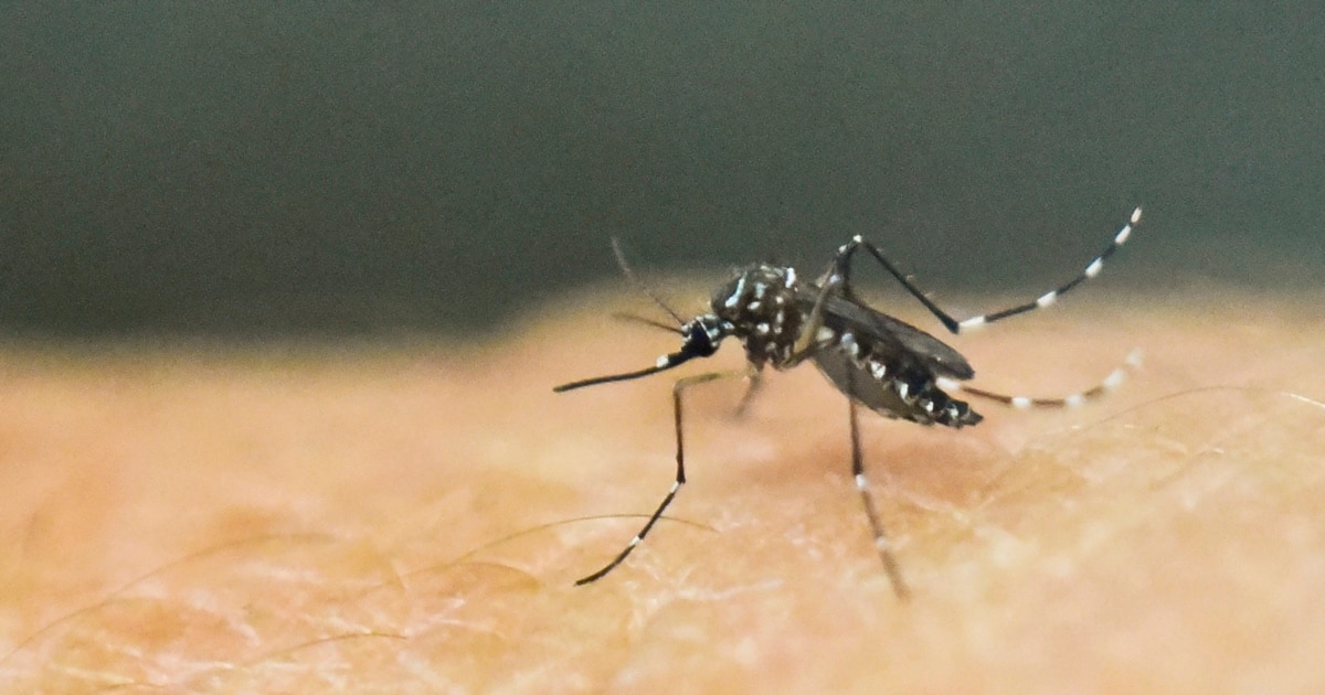OBSH paralajmëron për përhapjen e virusit  chikungunya  nga mushkonjat
