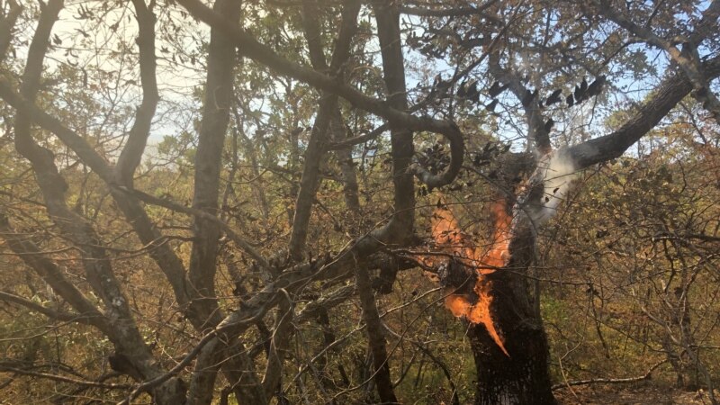 "Это был поджог". Экологи расследовали причины пожара в заповеднике "Утриш"