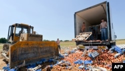 Бульдозер раздавливает ящики с импортными персиками недалеко от российского города Новозыбкова (около 600 километров от Москвы). 7 августа 2015 года.
