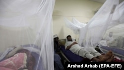 ډینګي وایرس د خاصو ماشو له چیچلو خپرېږي ـ انځور له ارشيفه