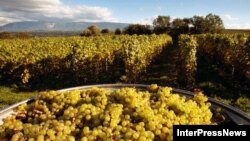 Для изготовления биологического вина виноград нужно выращивать в определенном месте, на нужной почве и без использования химических удобрений