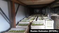 Частный логистический центр в Джалал-Абаде.