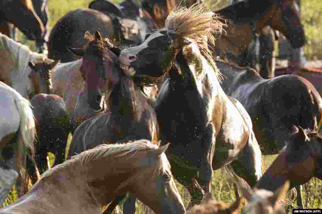 Assateague wild ponies rear up during the annual Chincoteague Island Pony Swim on Chincoteague Island, Virginia. (AFP/JimWatson)