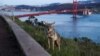 US -- A coyote stands by the roadside as the spread of coronavirus disease (COVID-19) continues