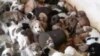 Зоозащитники сообщают об уничтожении собак в ашхабадском ангаре