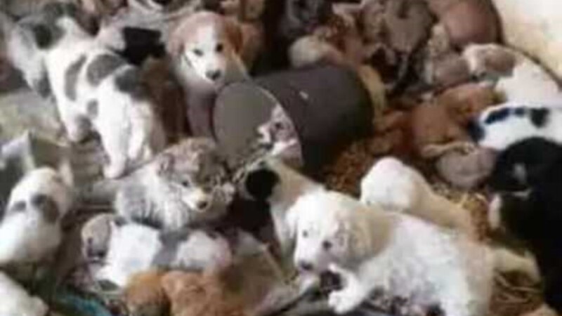 Garaşsyzlygyň 30 ýyllygynyň öňýany Aşgabatda it-pişikler tutulýar, olary halas etmegiň tölegi gymmatlaýar