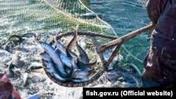 Россия хочет зарабатывать на азовской рыбе, уверен Андрющенко, фото иллюстративное