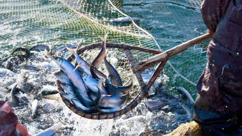 Эра безрыбья. Как Россия разоряет рыбаков в Крыму  
