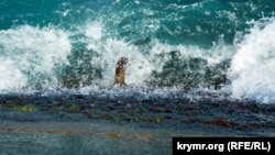 В Японском море циклон выбросил на волнорез российский сухогруз