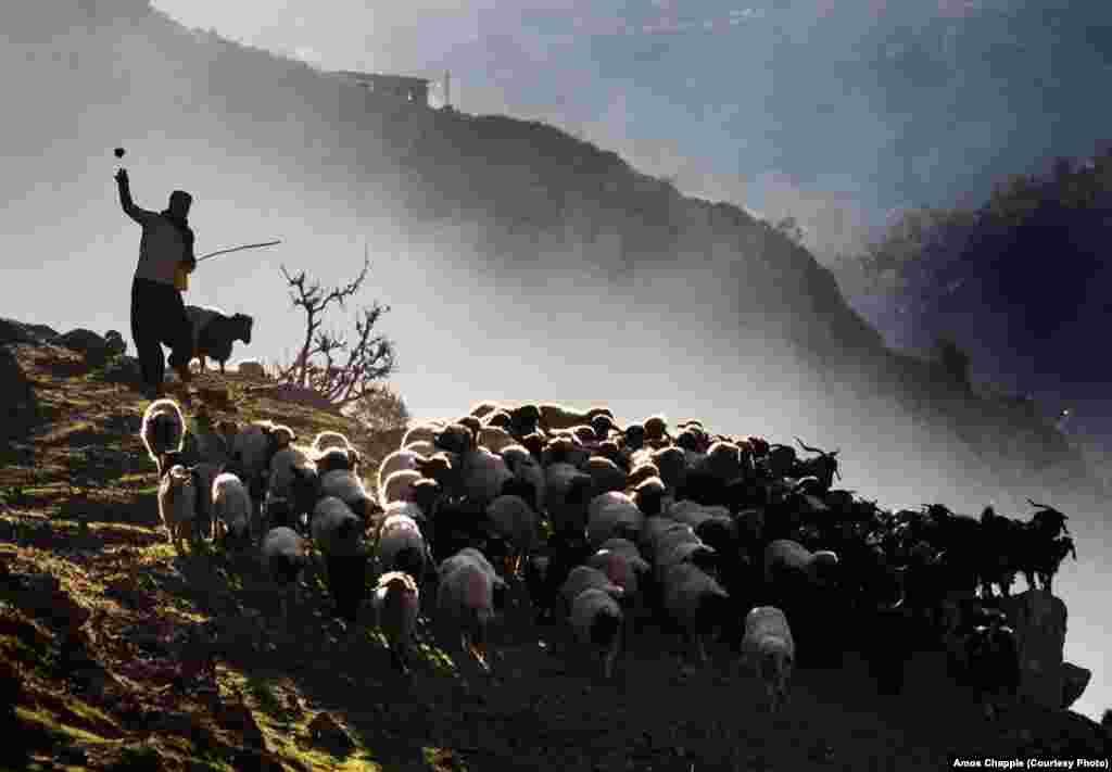 A shepherd leads his flock out to pasture in the mountains on the Iran-Iraq border.