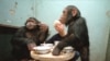 У шимпанзе существует культурное разнообразие