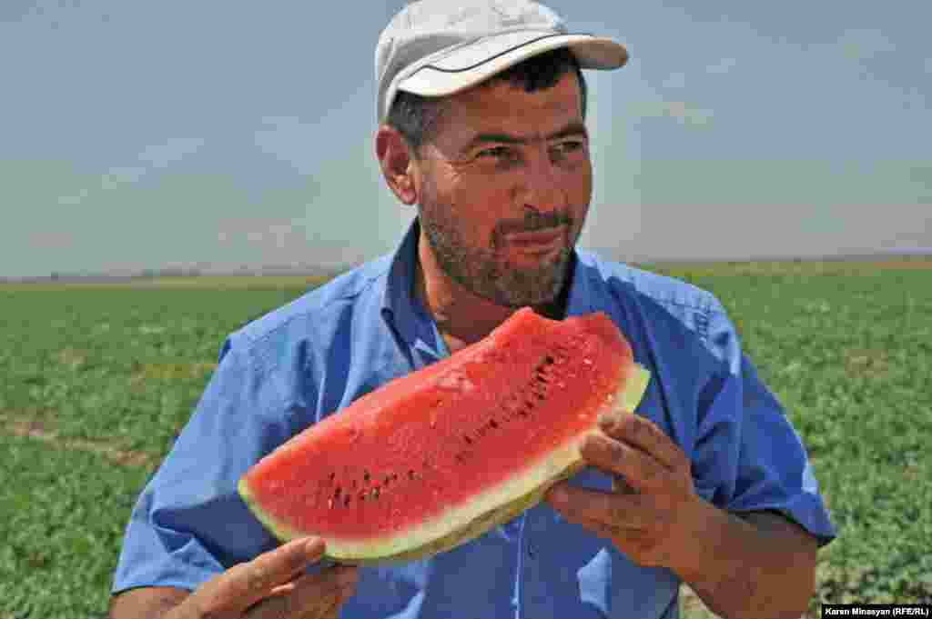 Armenia -- Watermelon harvest in Ararat region, 14Aug2012