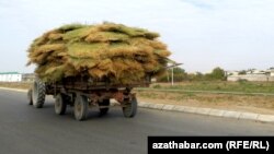 A Turkmen opposition website claims the country's wheat harvest failed to meet the government's target of 1.6 million tons and was instead some 538,000 tons, 30 percent of which was unfit for consumption.