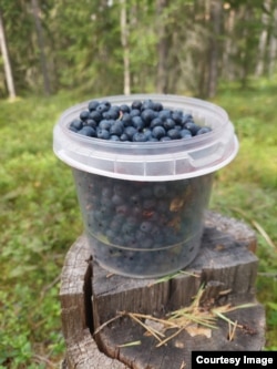 Черника