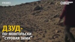 Дзуд бессмысленный и беспощадный (видео)