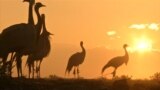 Afghan crane hunter grab