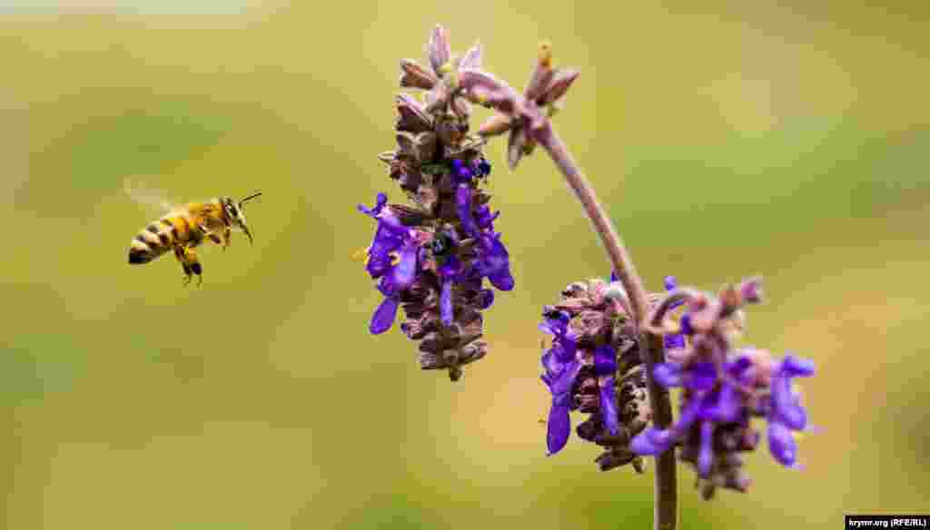 Травень і початок літа в Криму &ndash; &laquo;найгарячіша&raquo; пора для цих працьовитих комах. Адже в розпалі цвітіння основних медоносних садових, лугових і польових рослин. Фахівці стверджують, що бджоли літають за взятком, тобто пилком і нектаром, зазвичай на відстань 2-3 кілометри від вулика, а в окремих випадках &ndash; до 7-8 і навіть 14 кілометрів