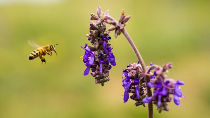 Пчела на подлете к луговому медоносу на окраине Симферополя | Крымское фото дня
