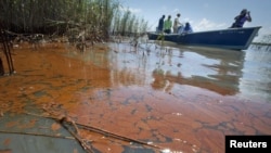 A boat passes through oil in the marshland on the Louisiana coast.