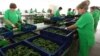 Armenia - Workers at a new greenhouse complex in Kotayk province, 15May2015.