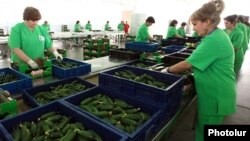 Armenia - Workers at a new greenhouse complex in Kotayk province, 15May2015.