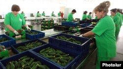 Armenia - Workers at a new greenhouse complex in Kotayk province, 15May2015.