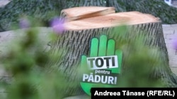 Tăierile ilegale de lemn din pădurile României au devenit o problemă de securitate națională. Autoritățile spun că au intensificat controalele și sancțiunile însă, cu toate acestea, jaful forestier continuă. De ce?