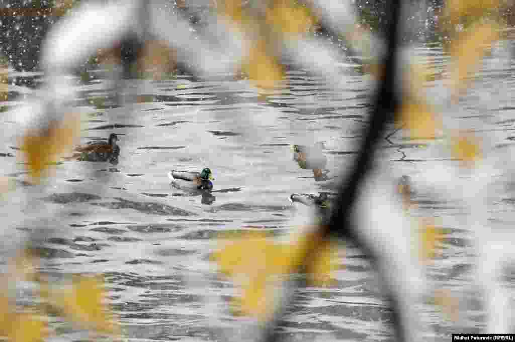 Sarajevo, 26. novembar 2013. 