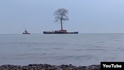 Вековое дерево везут по морю в дендропарк Иванишвили (архивное фото)