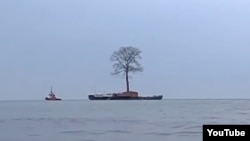 Транспортировка по морю многолетнего дерева для парка Иванишвили (архивное фото)
