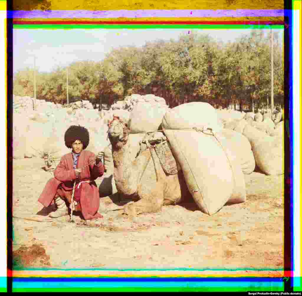 A young worker with bales of cotton strapped to his camel for transport.