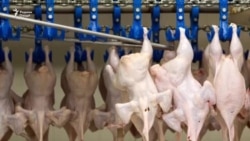 Дастури ҳукумат: "Гӯшти қимаи мурғ ба сарбозон тақсим шавад"