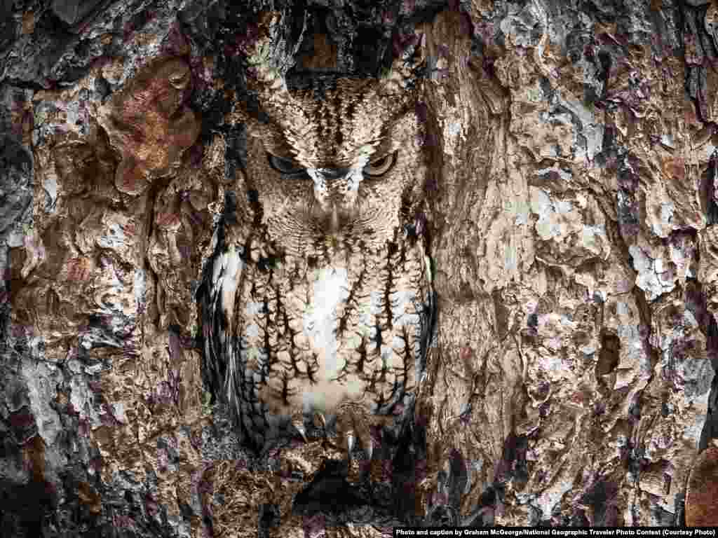 Merit Award: &quot;Portrait Of An Eastern Screech Owl&quot; by Graham McGeorge, taken at Okefenokee Swamp, Georgia, United States: &quot;Masters of disguise. The Eastern Screech Owl is seen here doing what they do best. You better have a sharp eye to spot these little birds of prey.&quot;