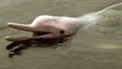 Indo-pacifički grbavi dupin