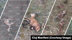 Peste 200 de resturi de animale au fost descoperite la ferma de la Recea-Cristur.