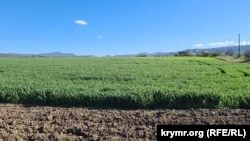 Поле зерновой культуры. Белогорский район АРК. 27 апреля 2026 года