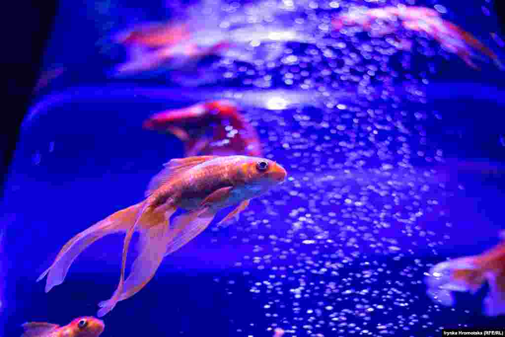 В аквариуме плавают&nbsp;&laquo;золотые рыбки&raquo;&nbsp;