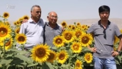 Даҳҳо гектар замини кишоварзони Чин дар Тоҷикистон