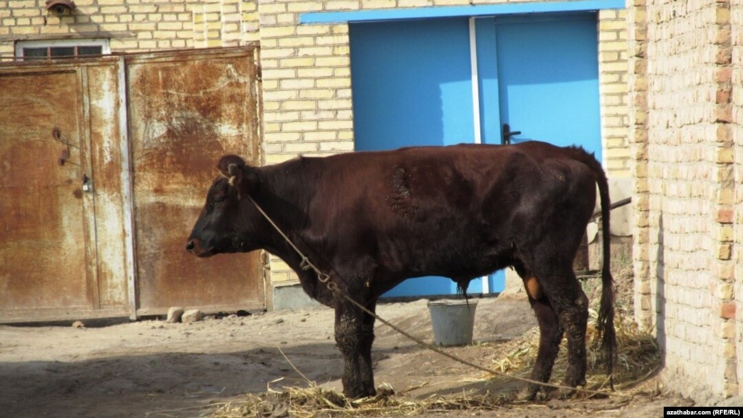 Türkmenistan, Lebap welaýaty 