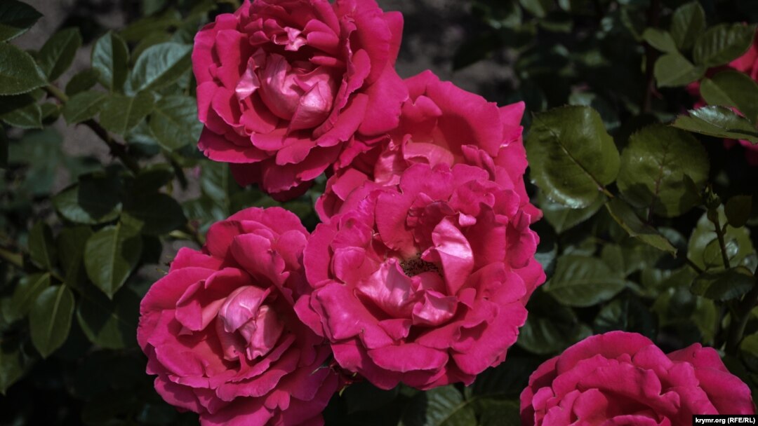 Құсығанша онлайн минет көру