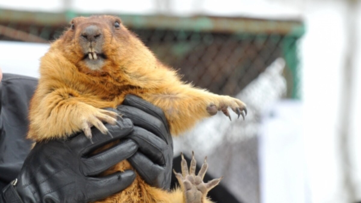Фил из панксатони. День сурка. День бабака. Прогноз погоды сурок. Marmot.
