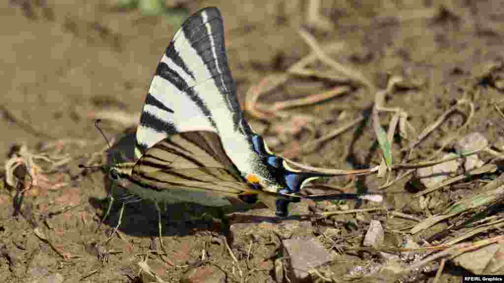 Бабочка парусник подалирий на лесной опушке в Крымских горах
